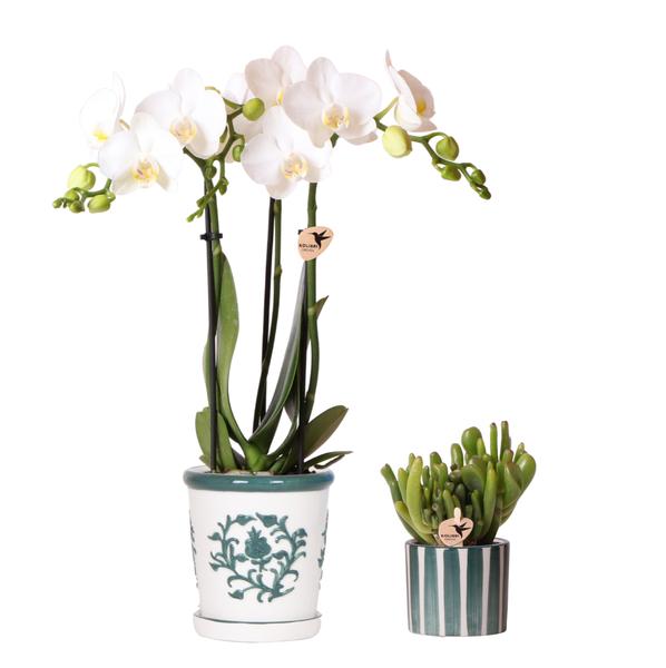 Kolibri Orchids | Set van witte orchidee Amabilis in Malaga pot en succulent in Painted Stripe pot groen - potmaat Ø9cm & Ø6cm | bloeiende kamerplant - vers van de kweker  BotanicBridge