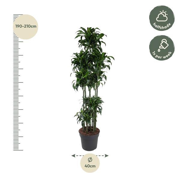 Dracaena Dorado Carrousel - 200 cm - ø40  BotanicBridge