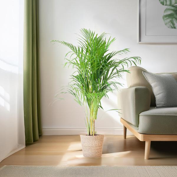 Areca Palm (Dypsis) met Sofia mand naturel - 100cm - Ø21  BotanicBridge