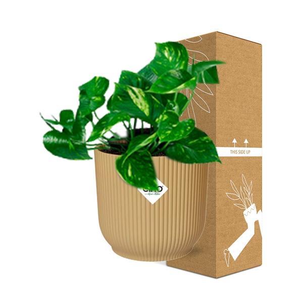 Epipremnum Pinnatum ‘Aureum’ in ELHO Vibes Fold 14cm geel  BotanicBridge