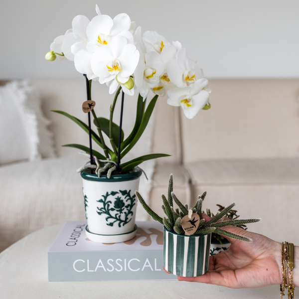 Kolibri Orchids | Set van witte orchidee Amabilis in Malaga pot en succulent in Painted Stripe pot groen - potmaat Ø9cm & Ø6cm | bloeiende kamerplant - vers van de kweker  BotanicBridge