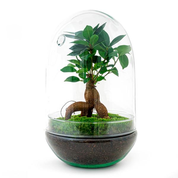 DIY terrarium - Egg XL Bonsai - ↕ 30 cm  BotanicBridge