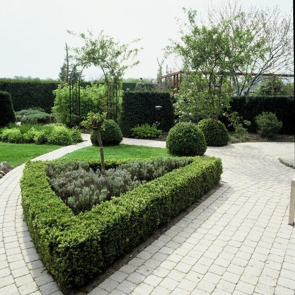 Buxus Sempervirens - ↕10-25cm - Ø9cm - 20x  BotanicBridge