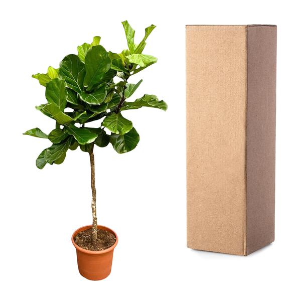 Ficus Lyrata boom XXL - 210 cm - ø40  BotanicBridge