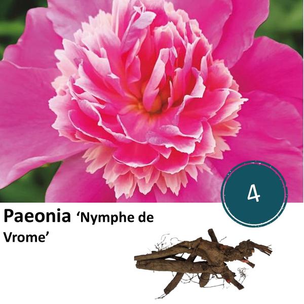 Paeonia 'Nymph de Vrome' - 4x  BotanicBridge