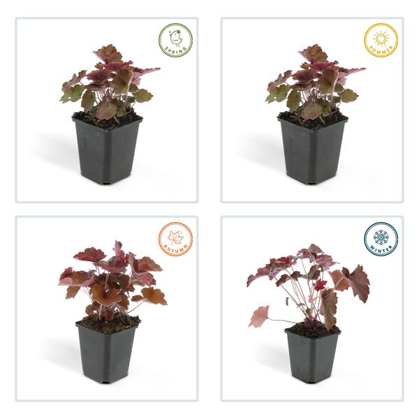 Heuchera mic. 'Palace Purple' - ↕10-25cm - Ø9cm - 6x  BotanicBridge