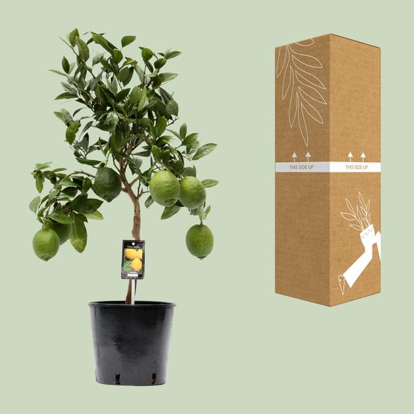 Citrus Lemon - Ø22cm - ↕80cm  BotanicBridge