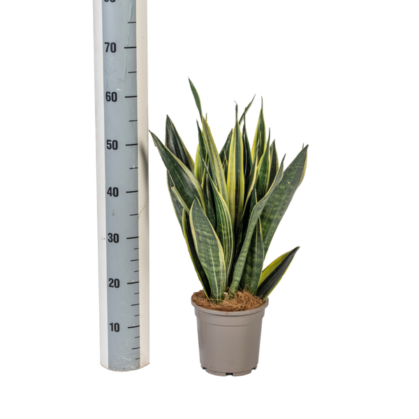 Sansevieria Trifasciata Canary Ø17cm - ↕50-55cm  BotanicBridge