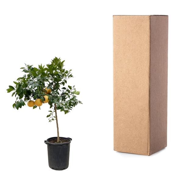 Citrus Pompelmo - 150 cm - ø40  BotanicBridge