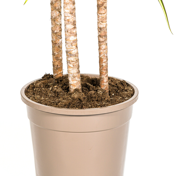 Dracaena Marginata Sunray Ø24cm - ↕140cm  BotanicBridge