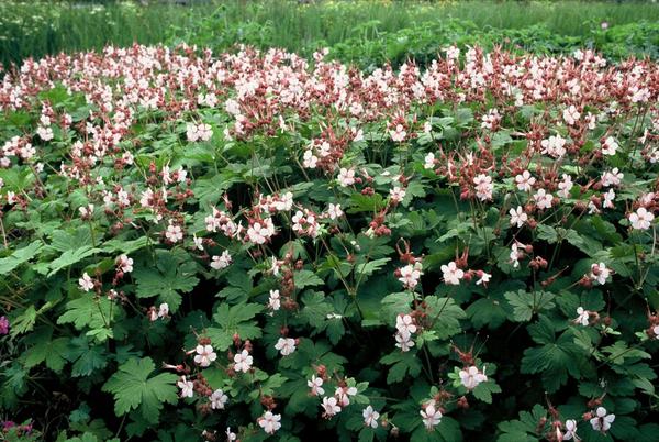 Geranium macr. 'Spessart' - ↕10-25cm - Ø9cm - 12x  BotanicBridge