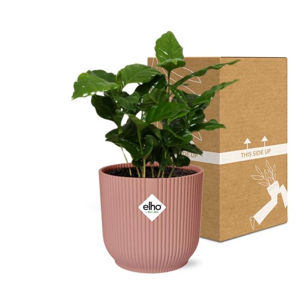 Coffea Arabica in ELHO Vibes Fold 14cm roze  BotanicBridge