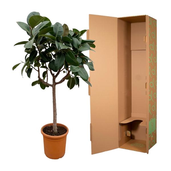 Ficus Elastica Robusta op stam - 200 cm - ø40  BotanicBridge