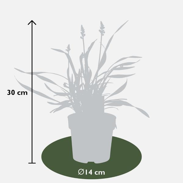 6 x Liriope muscari 'Ingwersen' - Ø 14 cm - ↨ 25 cm  BotanicBridge