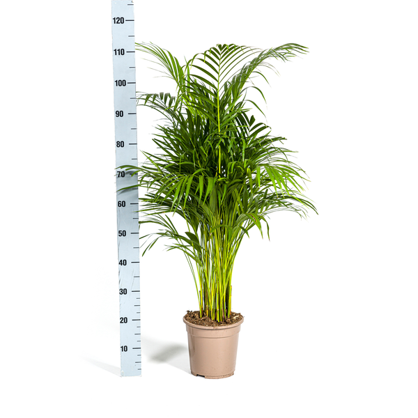 Dypsis Areca Lutescens Ø21cm - ↕110cm  BotanicBridge