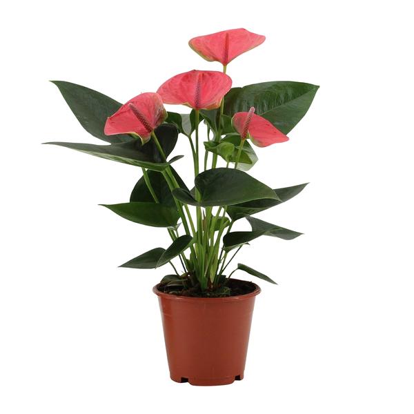 Anthurium Sweet Dream In Transparant Sleeve - Ø12cm - ↕36cm  BotanicBridge