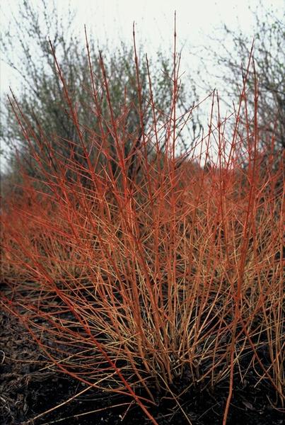 Cornus sang. 'Midwinter Fire' - ↕10-25cm - Ø9cm - 20x  BotanicBridge