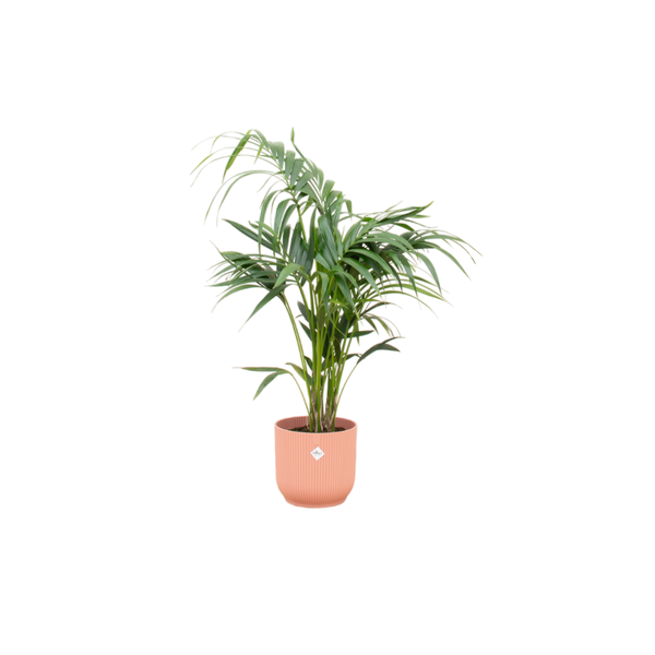 Combi deal - Kentia palm inclusief elho Vibes Fold Round roze Ø25 - 130 cm  BotanicBridge