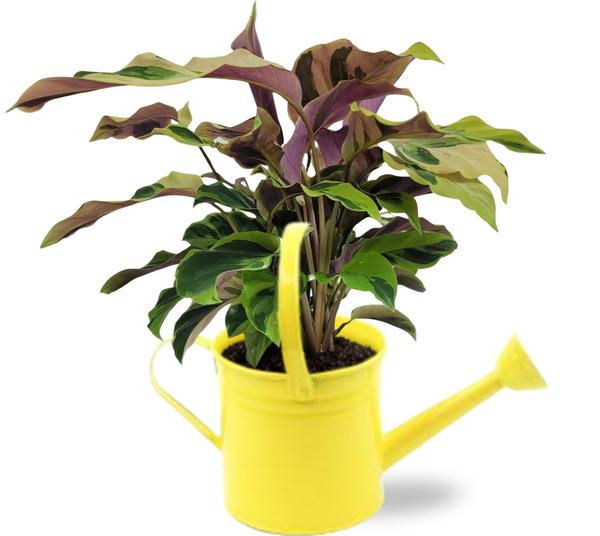 Calathea Yellow Fusion - Ø14cm - ↕40cm + Gieter D14,5x14,5cm - Geel  BotanicBridge