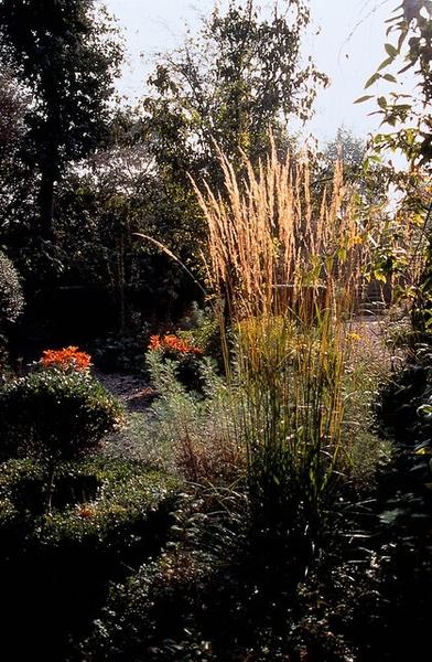 Calamagrostis acut. 'Karl Foerster'  - ↕10-25cm - Ø9cm - 20x  BotanicBridge