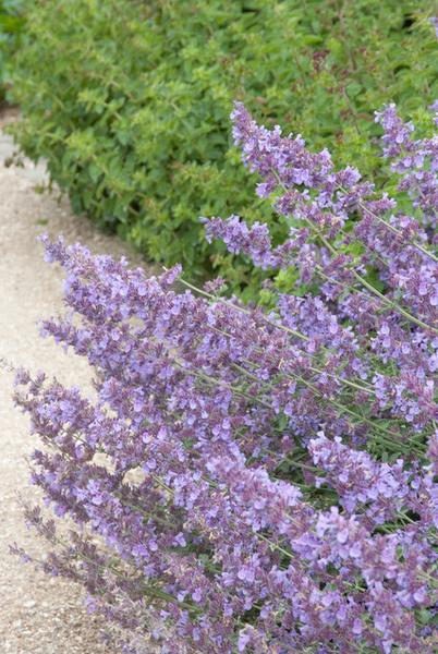 Nepeta 'Walker's Low' - ↕10-25cm - Ø9cm - 12x  BotanicBridge