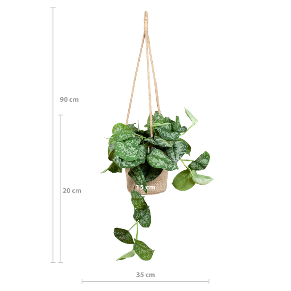 Scindapsus Pictus met hangpot Oviedo naturel - 25cm - Ø16  BotanicBridge