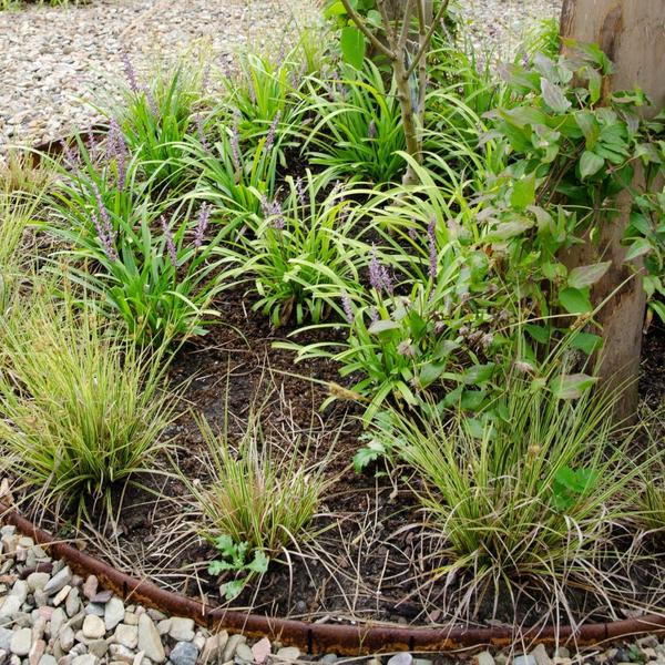 3 x Carex brunnea Variegata - Ø 14 cm - ↨ 25 cm  BotanicBridge