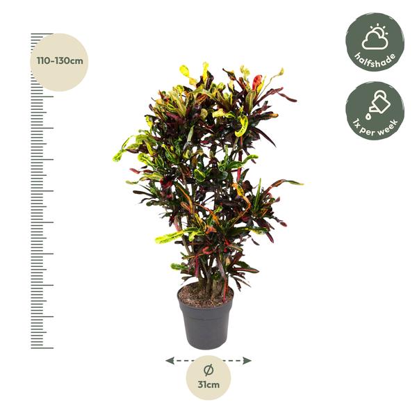 Codiaeum Mammi vertakt - 120 cm - ø31  BotanicBridge