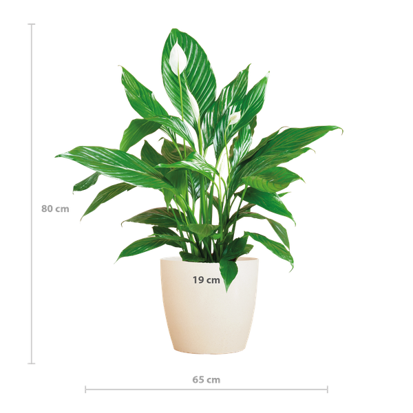 Spathiphyllum met Viber wit - 80cm - Ø21  BotanicBridge