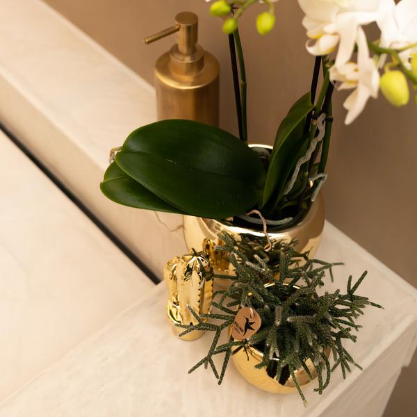 Kolibri Home | Ornament - Decoratie beeld Cactus - Gold  BotanicBridge