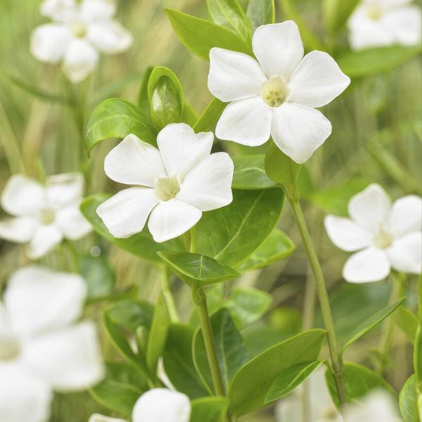 Vinca minor 'Alba' - ↕10-25cm - Ø9cm - 12x  BotanicBridge