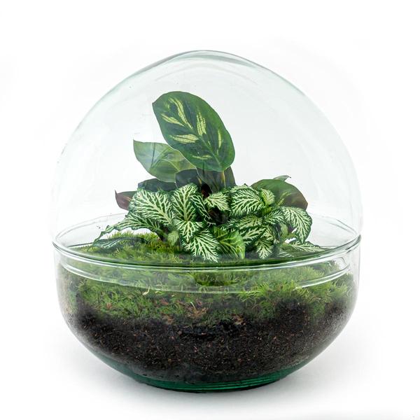 DIY terrarium - Dome - ↕ 20 cm - Rake + Shovel + Tweezer + Scissors  BotanicBridge