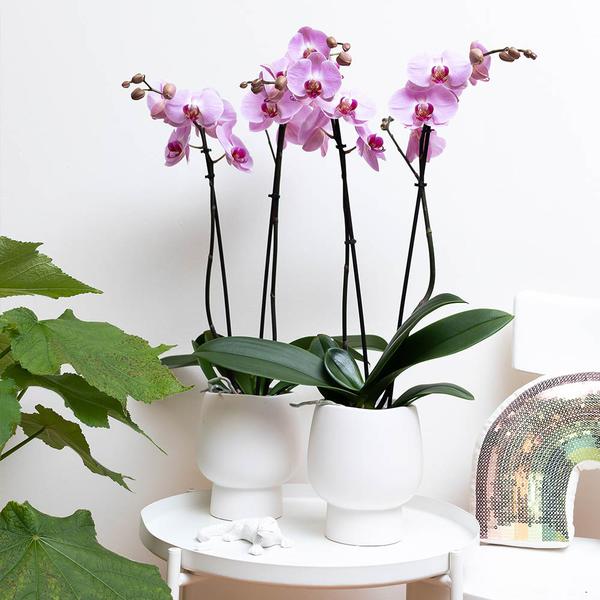 Kolibri Home | Scandic white bloempot - Witte keramieken sierpot - Ø6cm  BotanicBridge