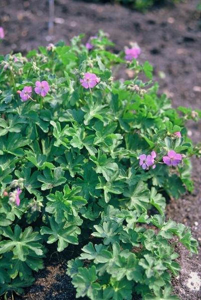 Geranium cant. 'Cambridge' - ↕10-25cm - Ø9cm - 20x  BotanicBridge