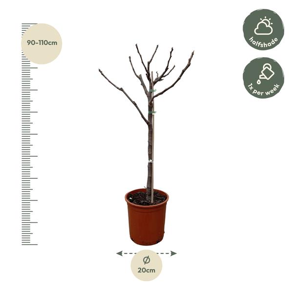 Ficus Carica op stam - 100 cm - Ø20  BotanicBridge