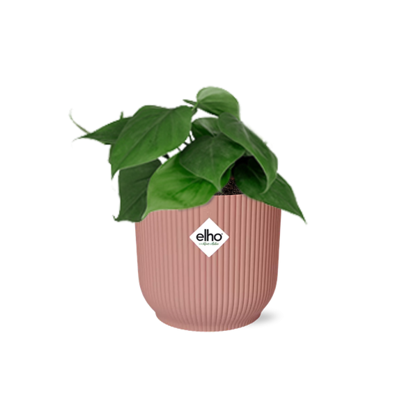 Philodendron Scandens in ELHO Vibes Fold 14cm roze  BotanicBridge