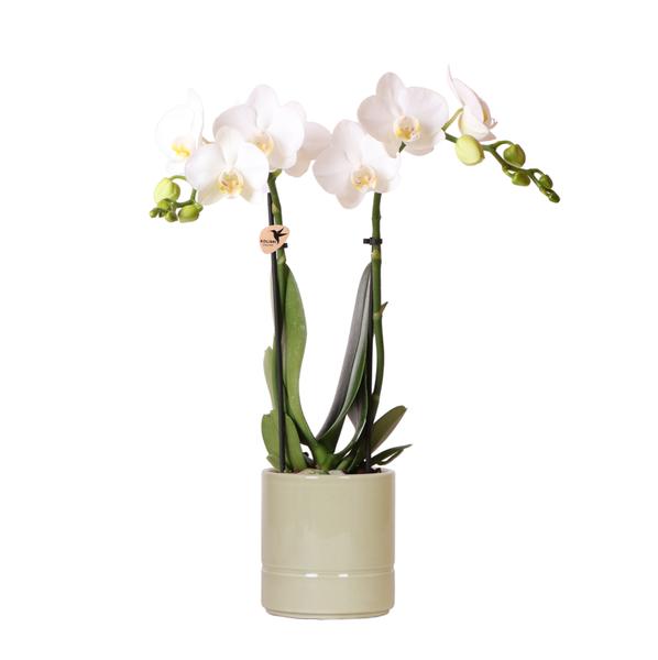 Kolibri Orchids | witte Phalaenopsis orchidee - Amabilis + Pastel pot green- potmaat Ø9cm | bloeiende kamerplant - vers van de kweker  BotanicBridge