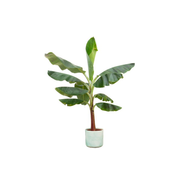 Combi deal - Bananenplant (Musa) inclusief Ocean Round pacifisch groen Ø22 - 120 cm  BotanicBridge