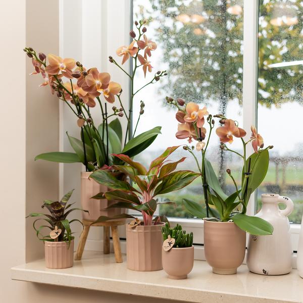 Kolibri Home | Glazed bloempot - Zandkleurige keramieken sierpot met glans - Ø12cm  BotanicBridge