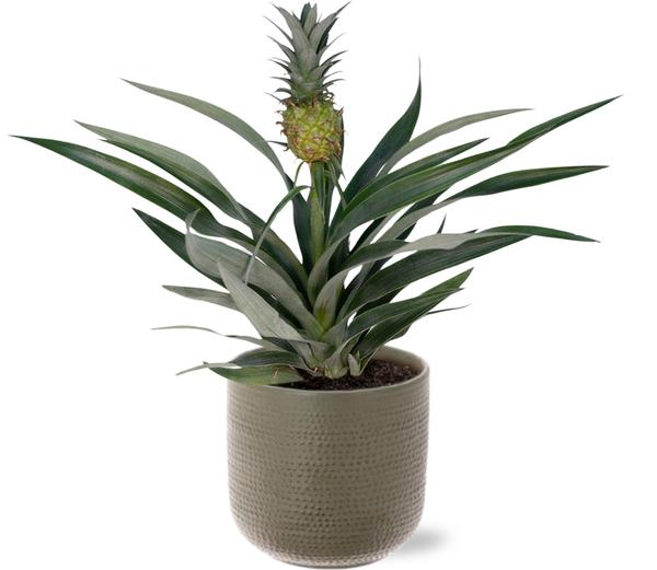 Bromelia Ananas Ø12cm -↕30cm + Aresso Pot D13x12,5cm - Grijs Groen  BotanicBridge