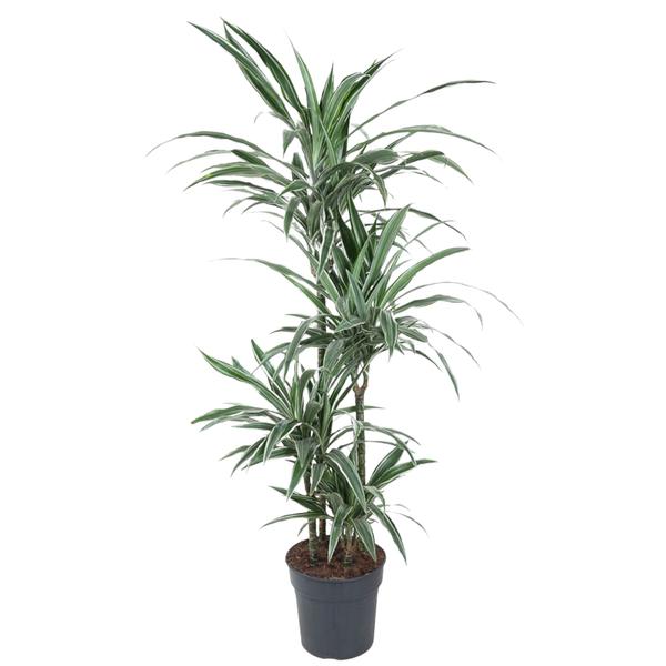 Dracaena Warneckei - 150 cm - ø24  BotanicBridge