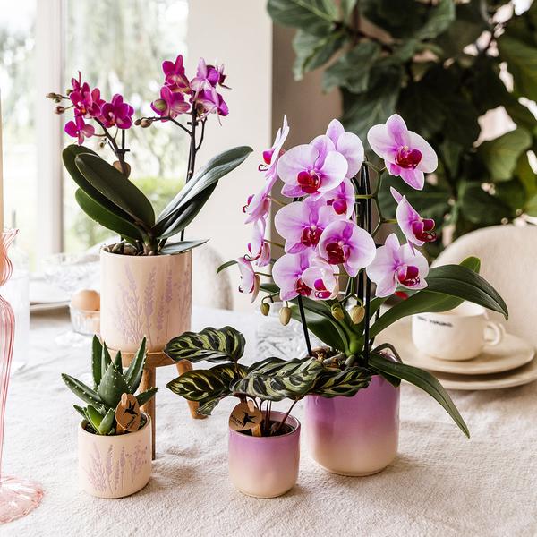 Kolibri Orchids | Roze orchidee Niagara Falls + Gradience sierpot roze - potmaat Ø9cm | bloeiende kamerplant - vers van de kweker  BotanicBridge