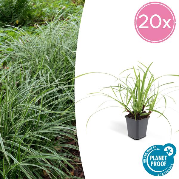 Carex morrowii 'Ice Dance' - ↕10-25cm - Ø9cm - 20x  BotanicBridge