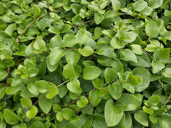 Vinca major 'Alba' - ↕10-25cm - Ø9cm - 6x  BotanicBridge