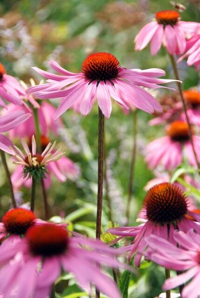 Echinacea p. 'Magnus' - ↕10-25cm - Ø9cm - 40x  BotanicBridge