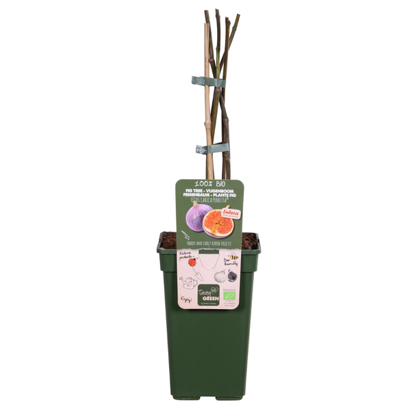 Ficus Gustissimo Perretta - Ø19cm - ↕50cm - Ø19 - ↨50cm  BotanicBridge