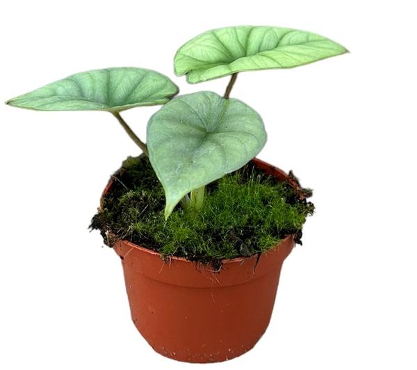 Alocasia Platinum - Ø10,5cm - ↕15cm  BotanicBridge