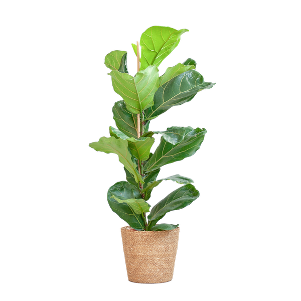 Ficus Lyrata met Mand Sofia naturel - 80cm - Ø21  BotanicBridge