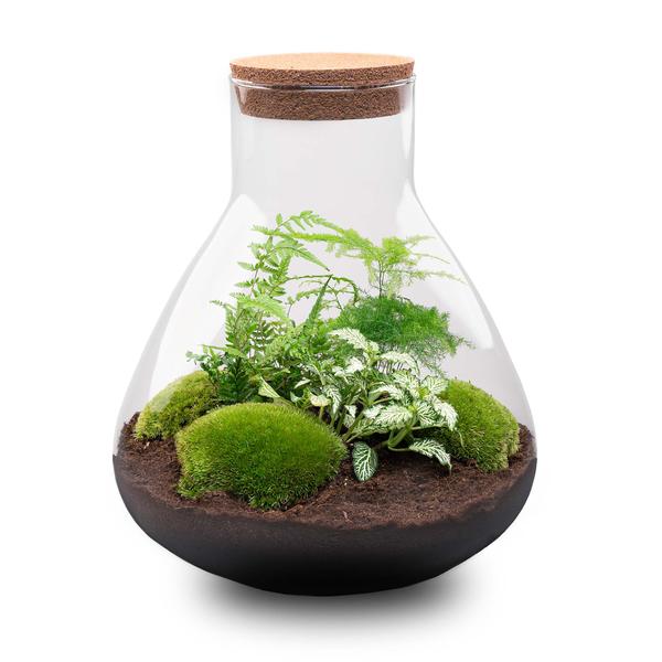 DIY terrarium - Sam XL - ↕ 35 cm - Rake + Shovel + Tweezer  BotanicBridge