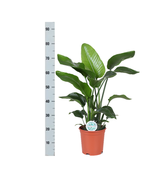 Strelitzia Nicolai - Ø21cm - ↕80cm in Vibes ROZE pot  BotanicBridge